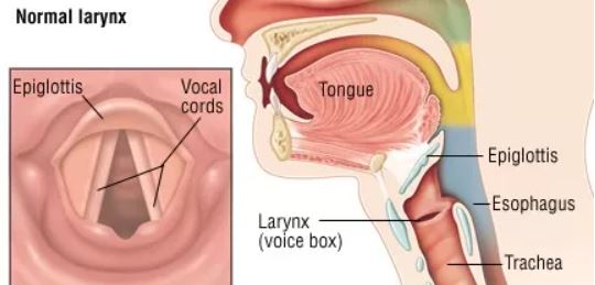 normal larynx