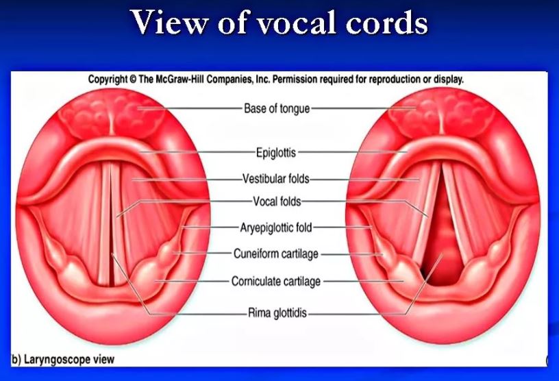 view of vocal cords假聲帶與假聲的關係