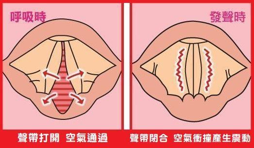 聲帶閉合前後對照聲帶打開空氣流過聲帶閉合有震動感